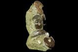 Tall, Composite Ammonite Cluster #117487-2